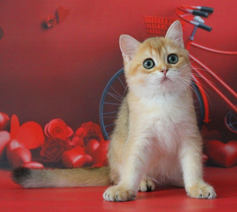 Найкращий золотий британський хлопчик для вас