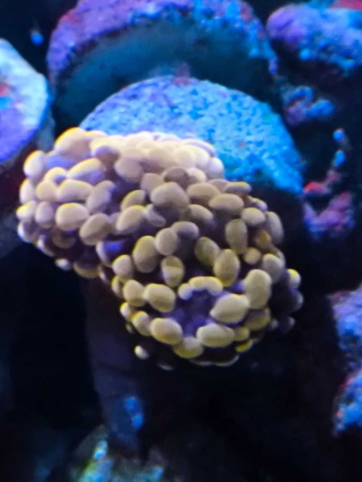 akwarium morskie euphyllia szczepki