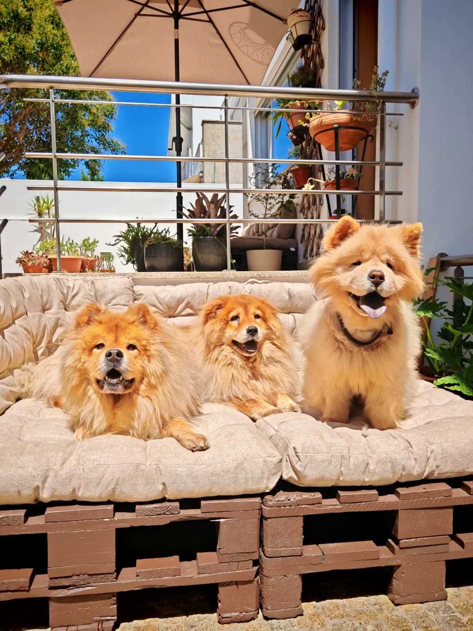 Treino Canino - Obediência e Modificação Comportamental