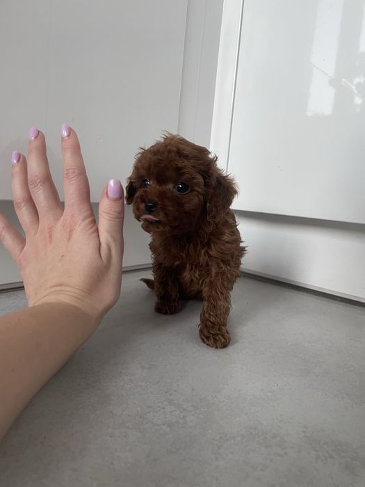 Suczka pudel TEACUP linia chińska BARDZO MALUTKA