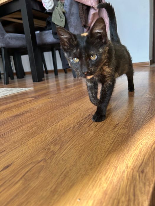 Oddam młodą kotkę