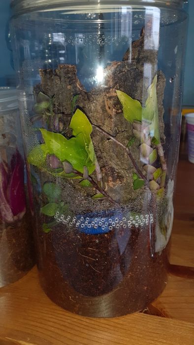 Caribena versicolor samica L7