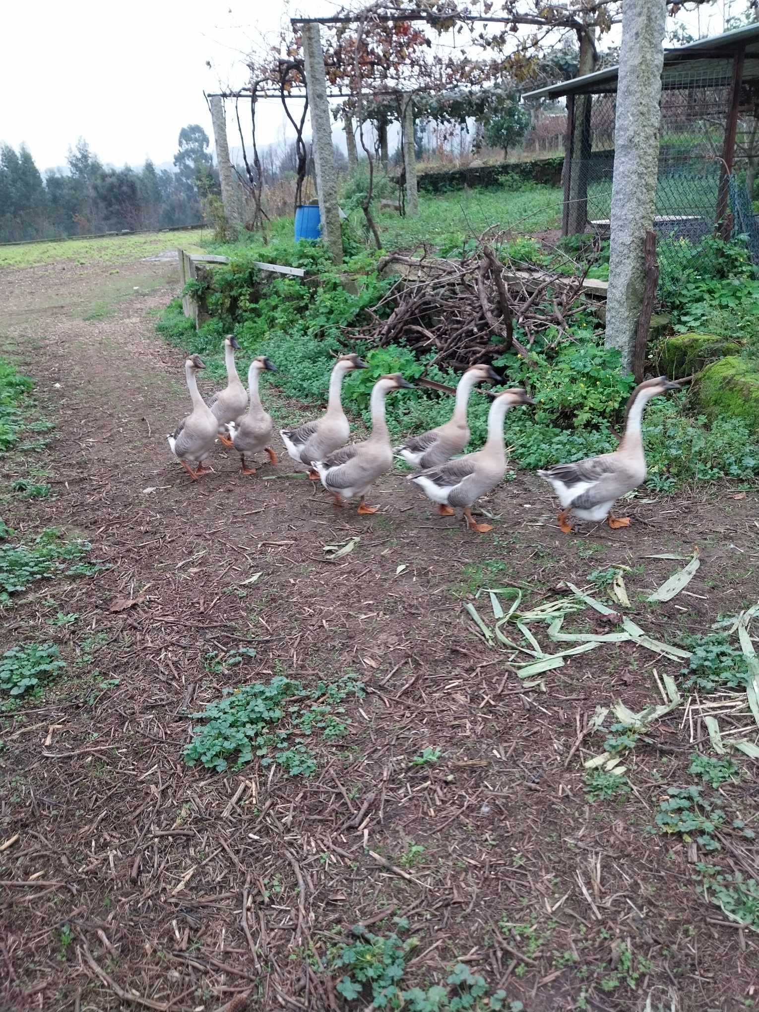 Gansos da Guiné (7 meses)