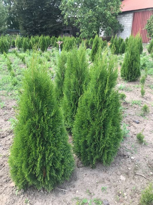 tuja szmaragd ok 100/150 cm, gęste, hurt, detal