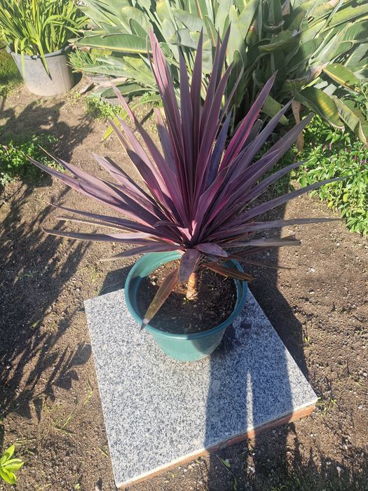 Cordyline Fruticosa (Dracena Vermelha) – Planta Ornamental Tropical