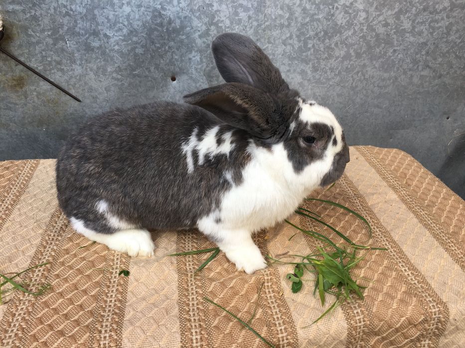 Sprzedam króliki samiec,samce