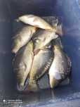 Karp 1,2 -1,8 kg kroczek narybek lin amur tolpyga