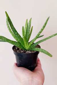 Aloes aloe vera lecznicza roślinka