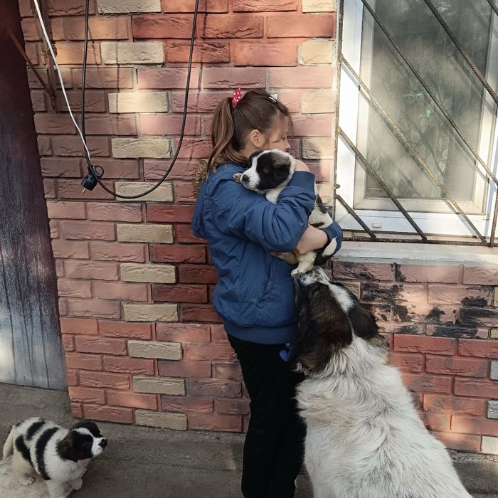 Щенки московской сторожевой, щенок московская сторожевая, цуценята