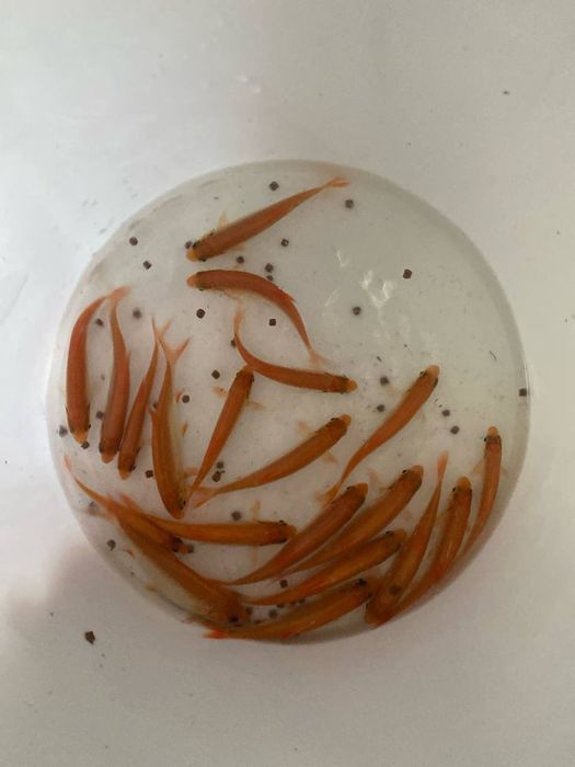 Короп кої в акваріум