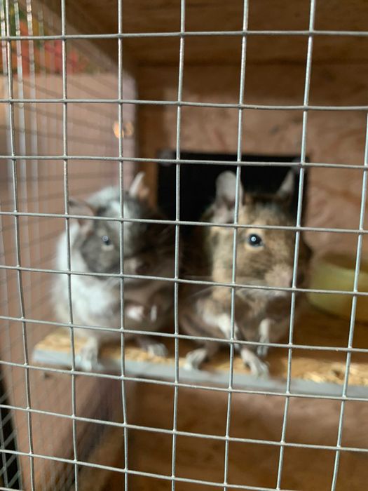 2 koszatniczki wraz z dużą klatką i dodatkami