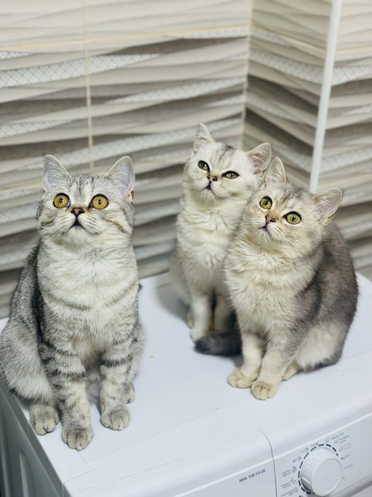 ШИНШИЛИ шотландські кошенята Скотіш Страйт і Фолд