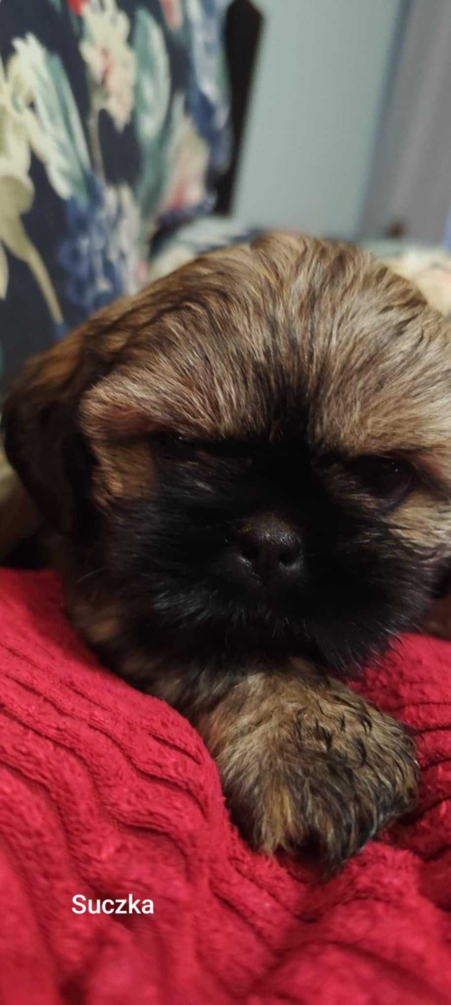 Szczeniaczek Shih-Tzu
