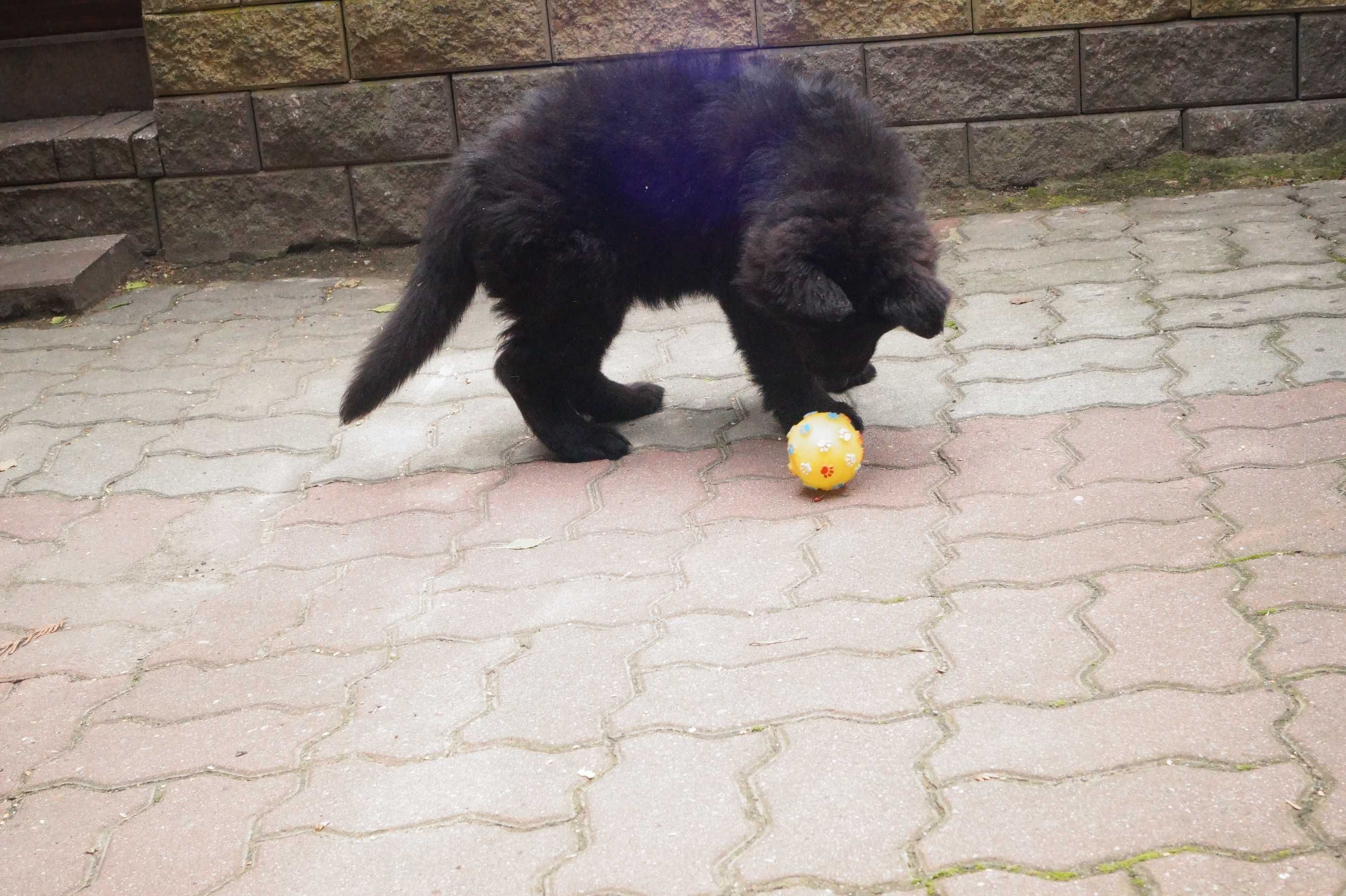 owczarek niemiecki suczka czarna z rodowodem.