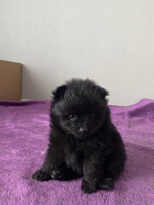 Померанські шпіци