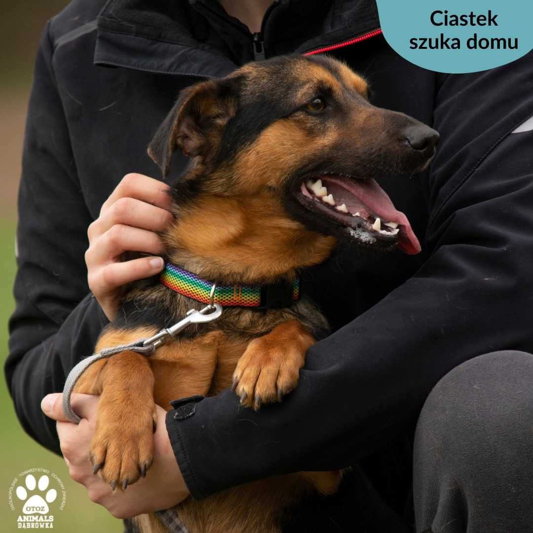 Ciastek czeka na dom