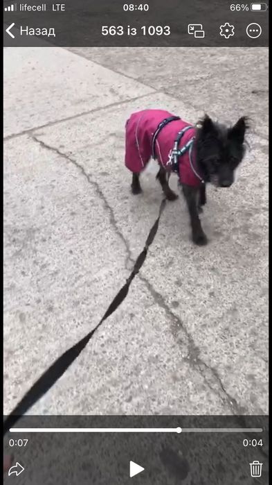 Віддам собаку метис