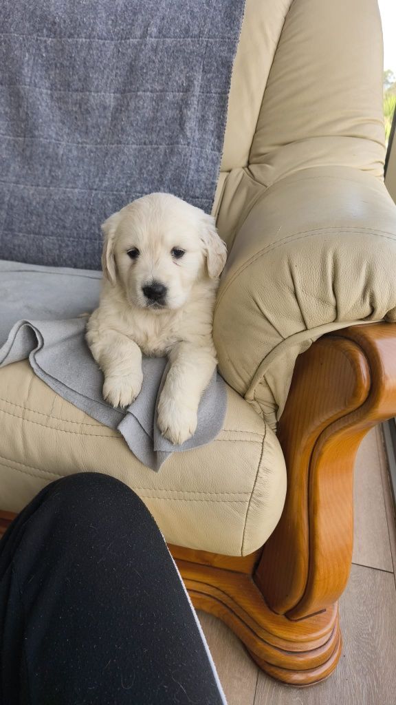 Golden Retriever macho disponível