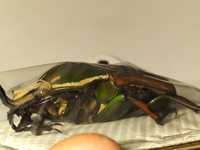 Chrząszcz Mecynorrhina ugadensis, piękny samiec rzadki