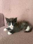 Kocurek Maine Coon - Hugo