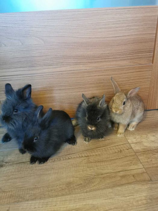 Kroliczki miniaturki