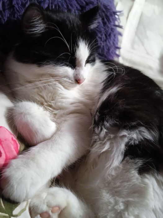 Котики в добрые руки