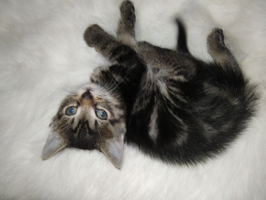 Пухнастий комочок щастя.