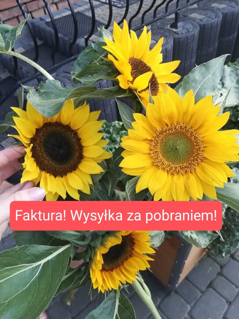 Słonecznik ozdobny na kwiat cięty! Faktura! wysyłka za pobraniem!