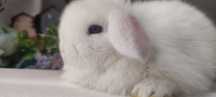Mini Lop królik gotowe do odbioru
