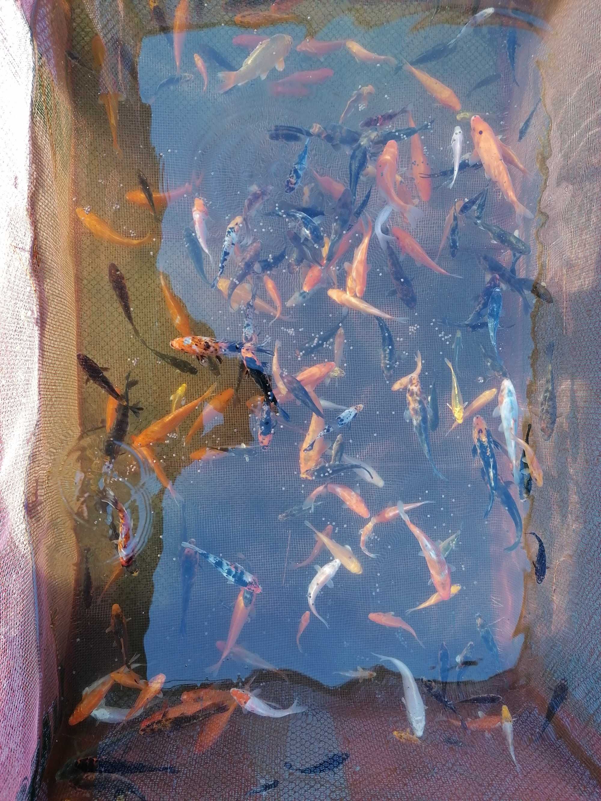 Karpie koi batterfly, Ryby kolorowe do oczka, karasie, orfy , Jesiotry