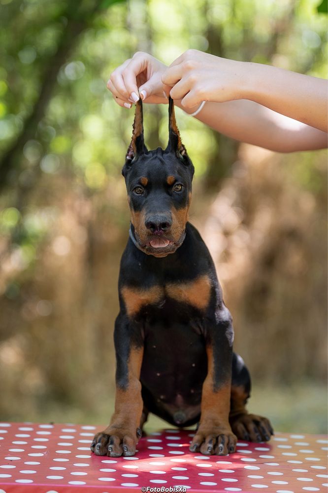 Potężny szczeniak doberman