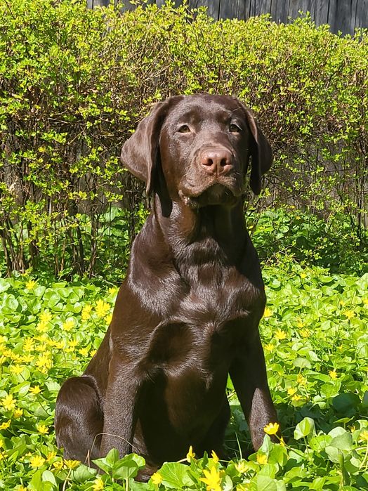 Щенки лабрадора ретривера