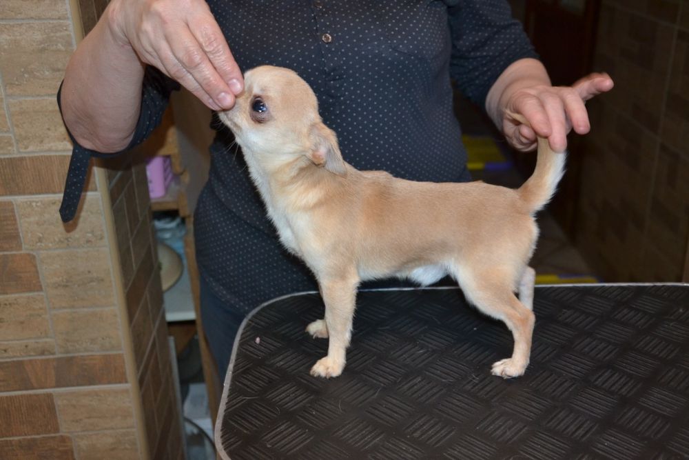 Кремовий хлопчик.Доставка!