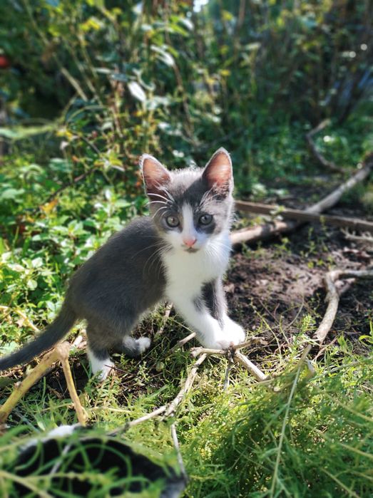Віддаємо кошеня котика в хороші руки