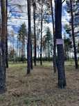 Участок 12,5 соток с соснами.