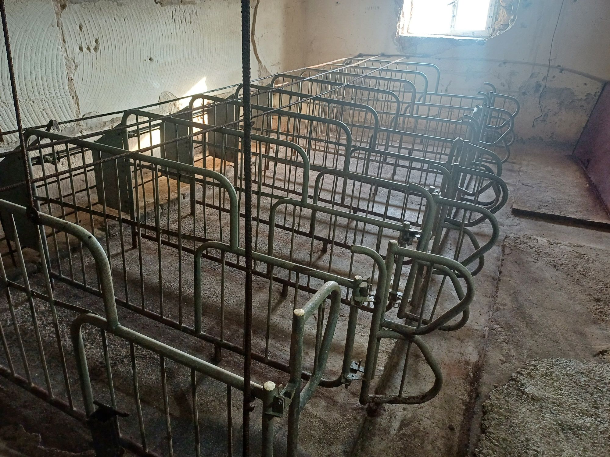Продам бізнес. Свиноферма.
