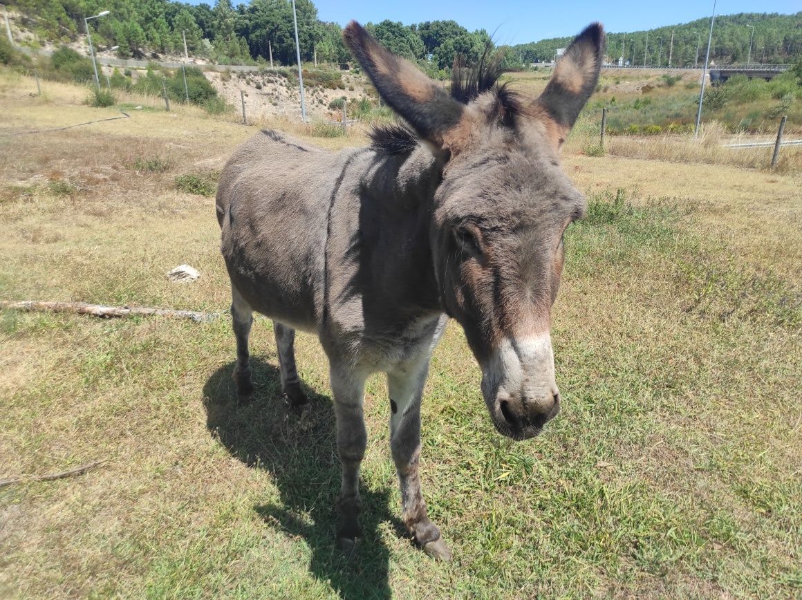 Burro - Macho entre 8 e 9 anos