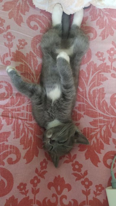 Кошеня попеляста дівчинка 3 міс гарнюня