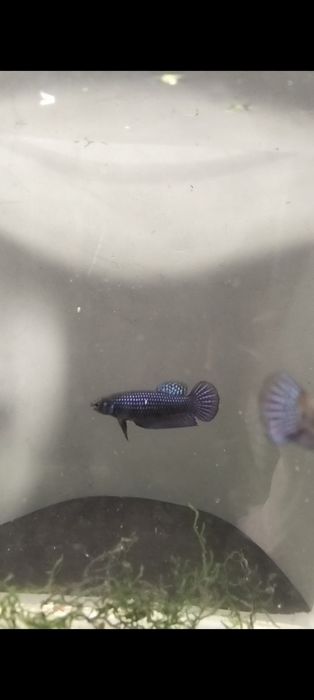 Bettas allien fêmea  3 - 20€
