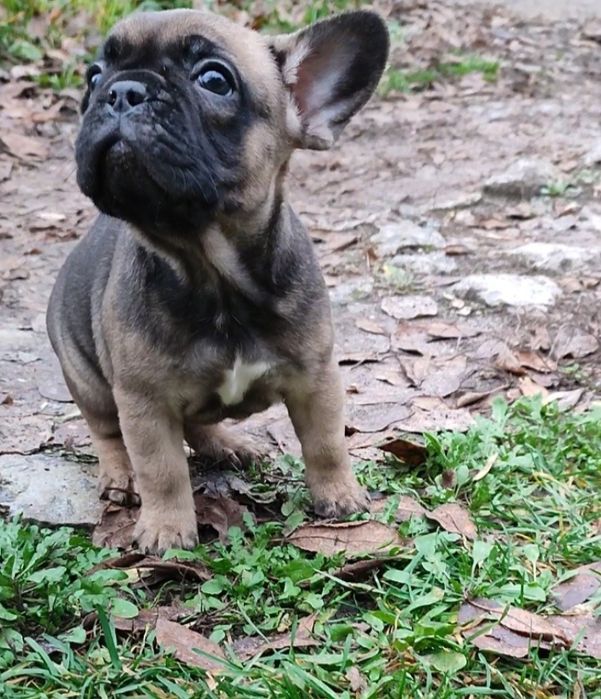 Девочки французского бульдога