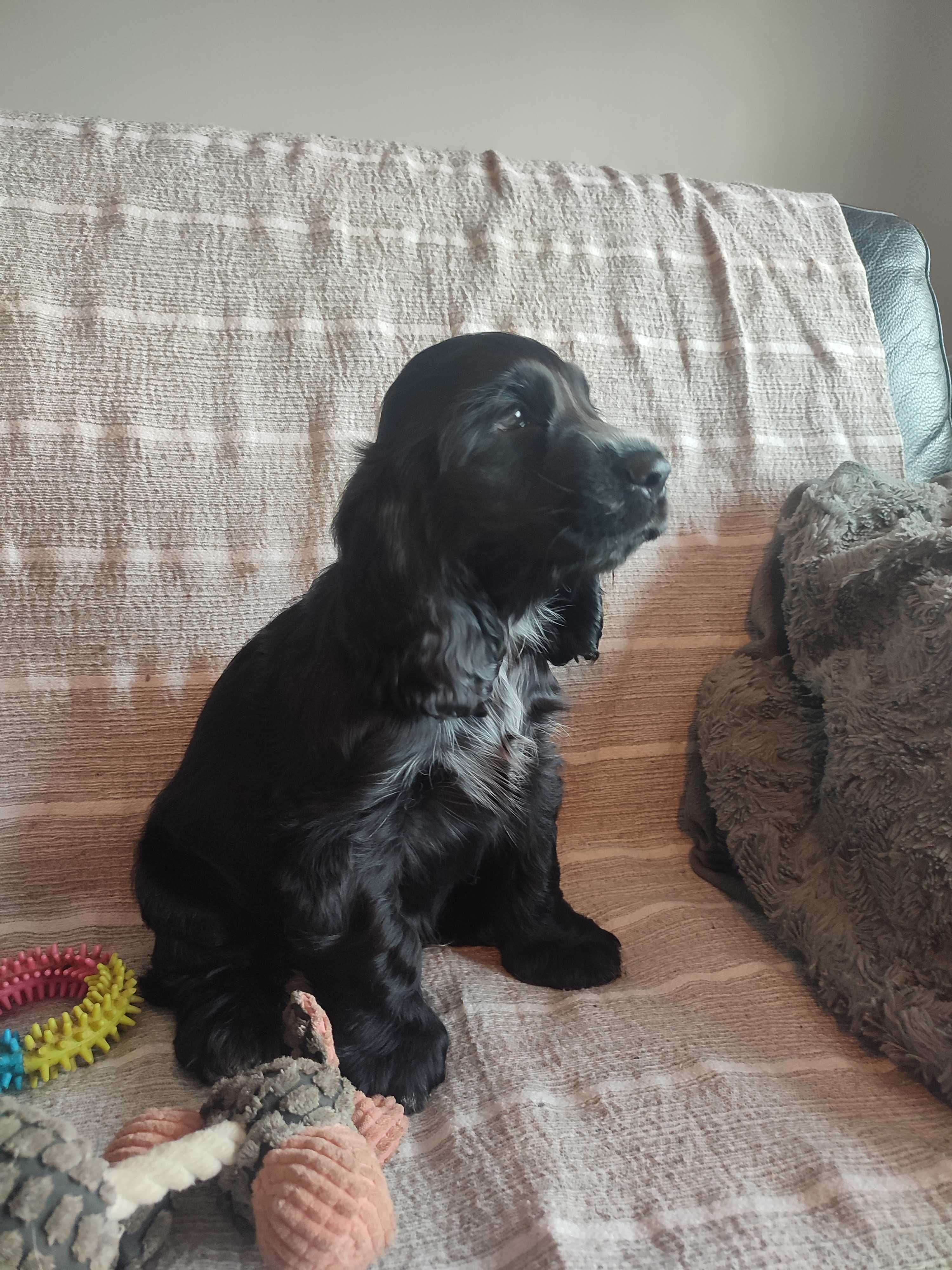 Cocker spaniel preto macho