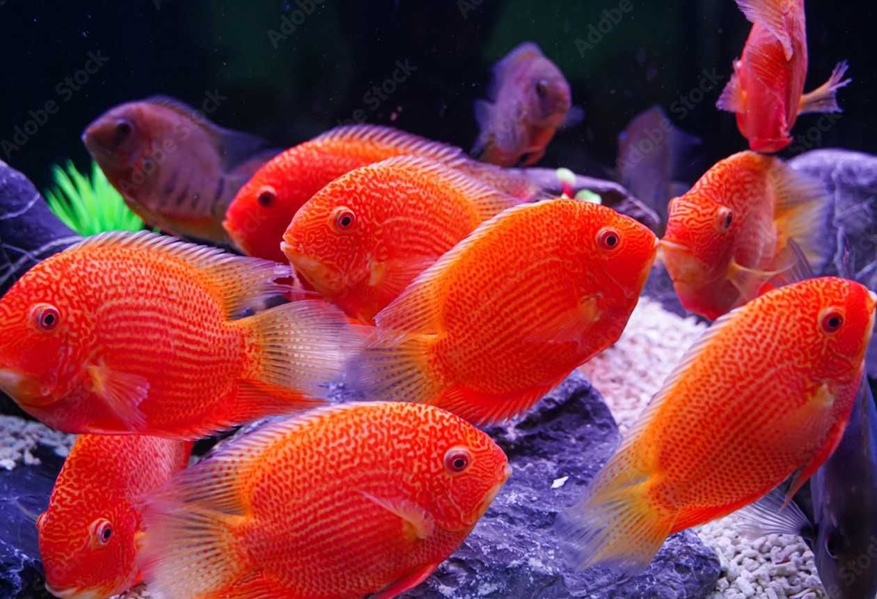 Pielęgnica severum ODMIANA RED - Sewerum - Heros efasciatus - dowóz