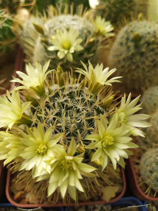 Кактусы маммилярия