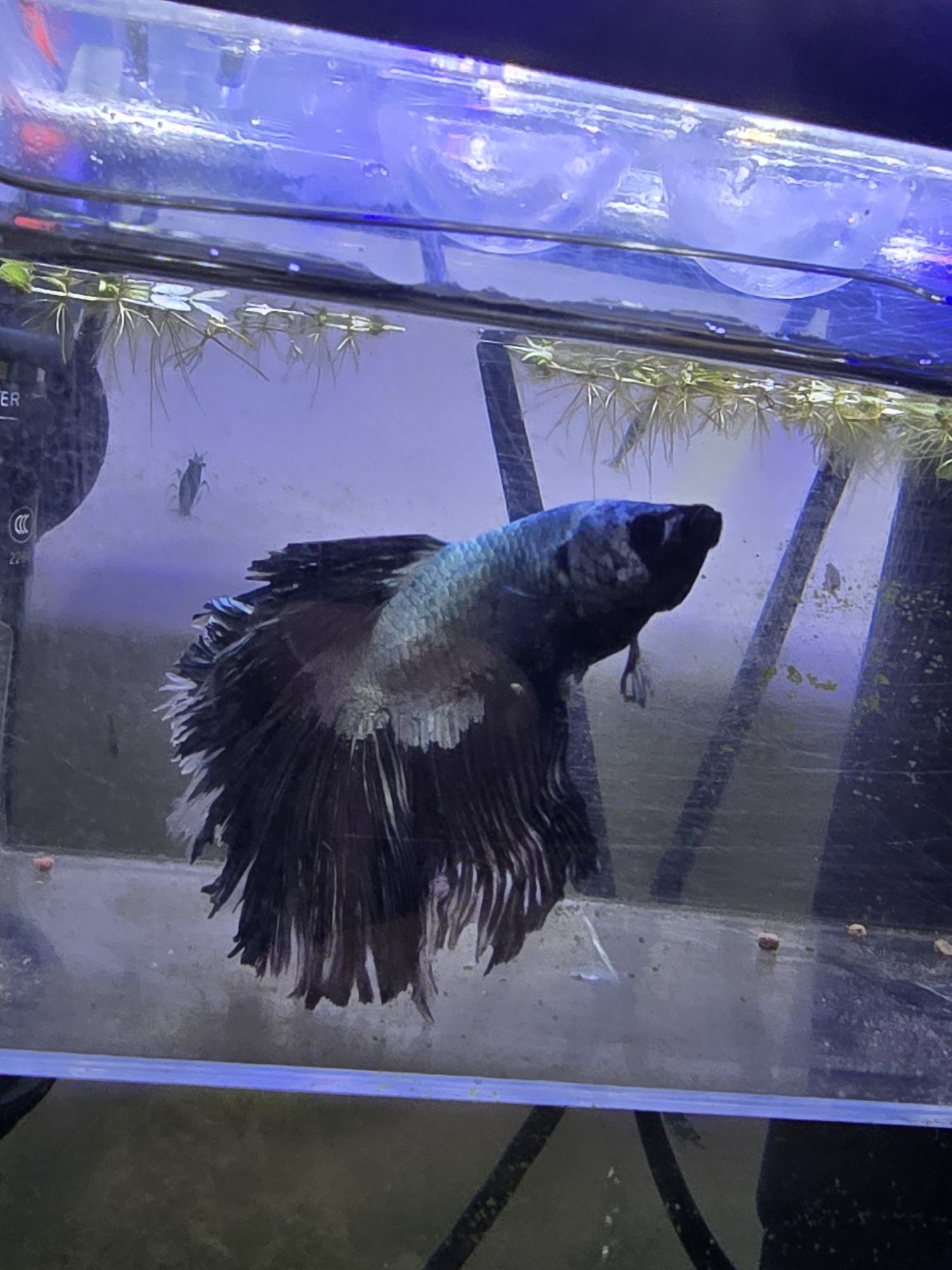 Betta macho meia lua