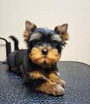 Yorkshire Terrier
