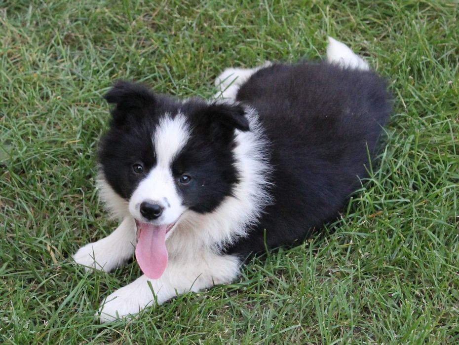 Suczka Border Collie ZKwP/FCI