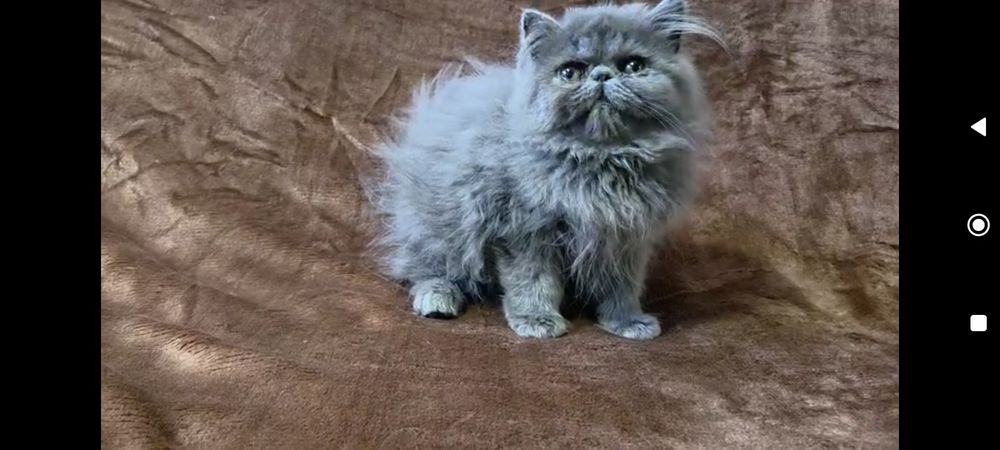 Persa Macho azul Bicolor