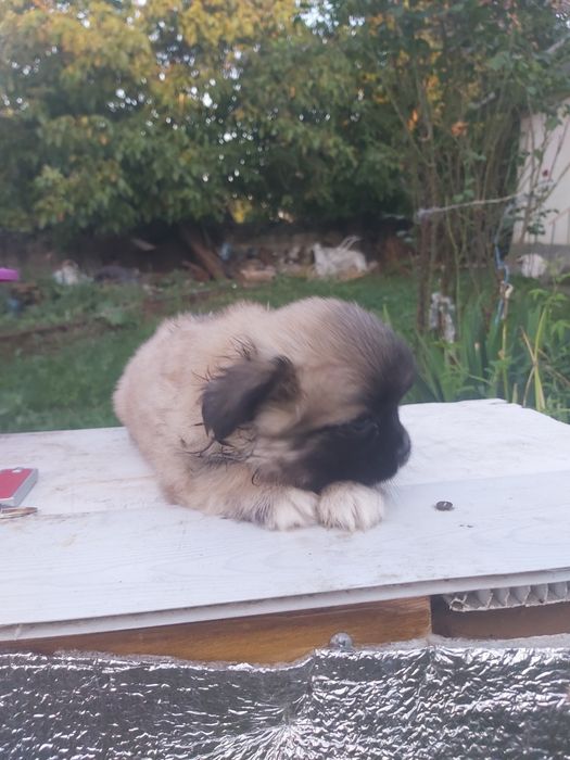 Продам хорошого пекінеса