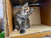 Gatinha Maine Coon