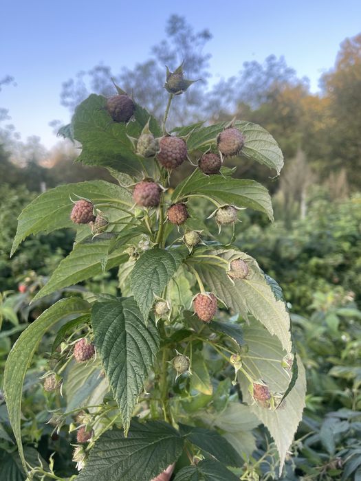Sprzedam sadzonki maliny jesiennej Poemat, Sugana, Joan Jay i letnie